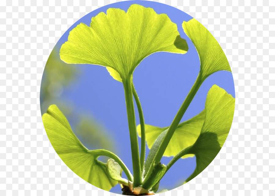 Hojas Verdes，Planta PNG