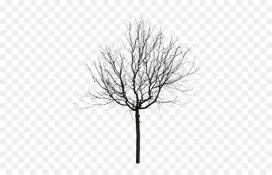 En Blanco Y Negro，árbol PNG