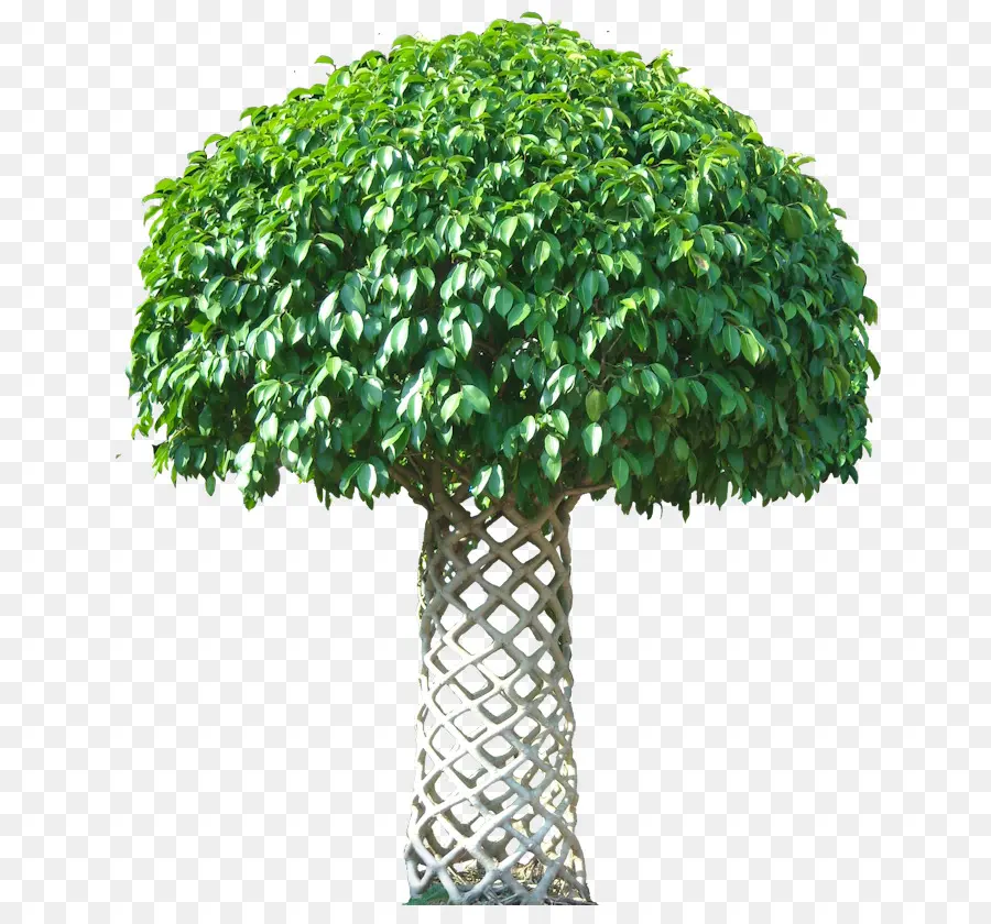Ficus Benjamina，árbol PNG
