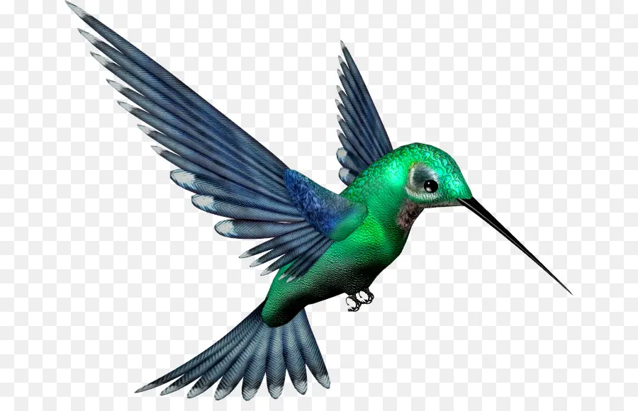 Colibrí，Vistoso PNG