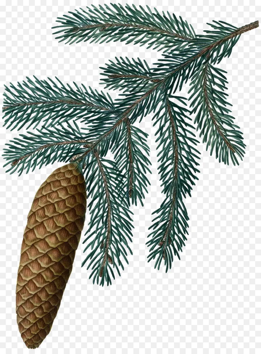 Fir，La Botánica PNG