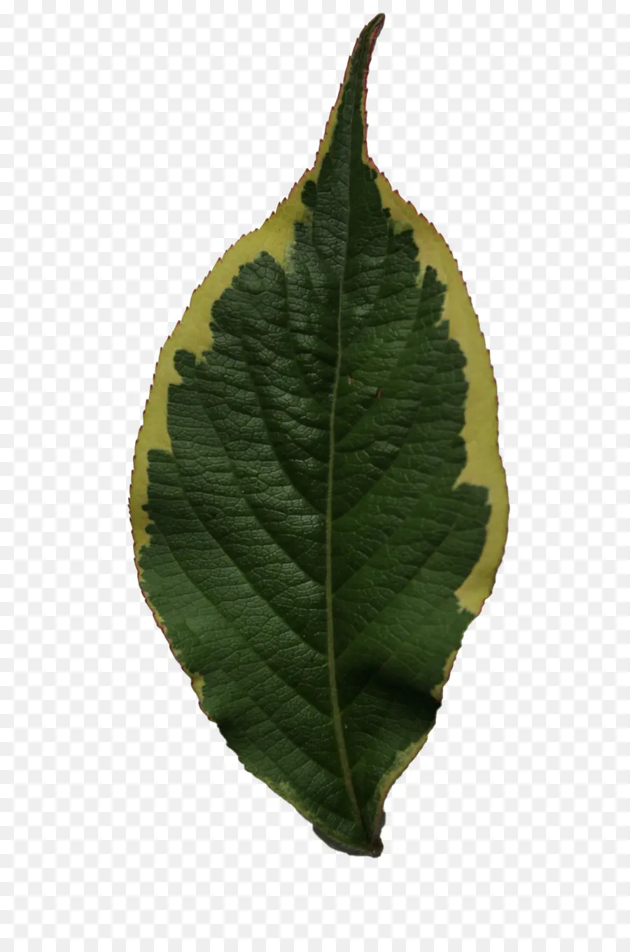 Hojas Verdes，Planta PNG