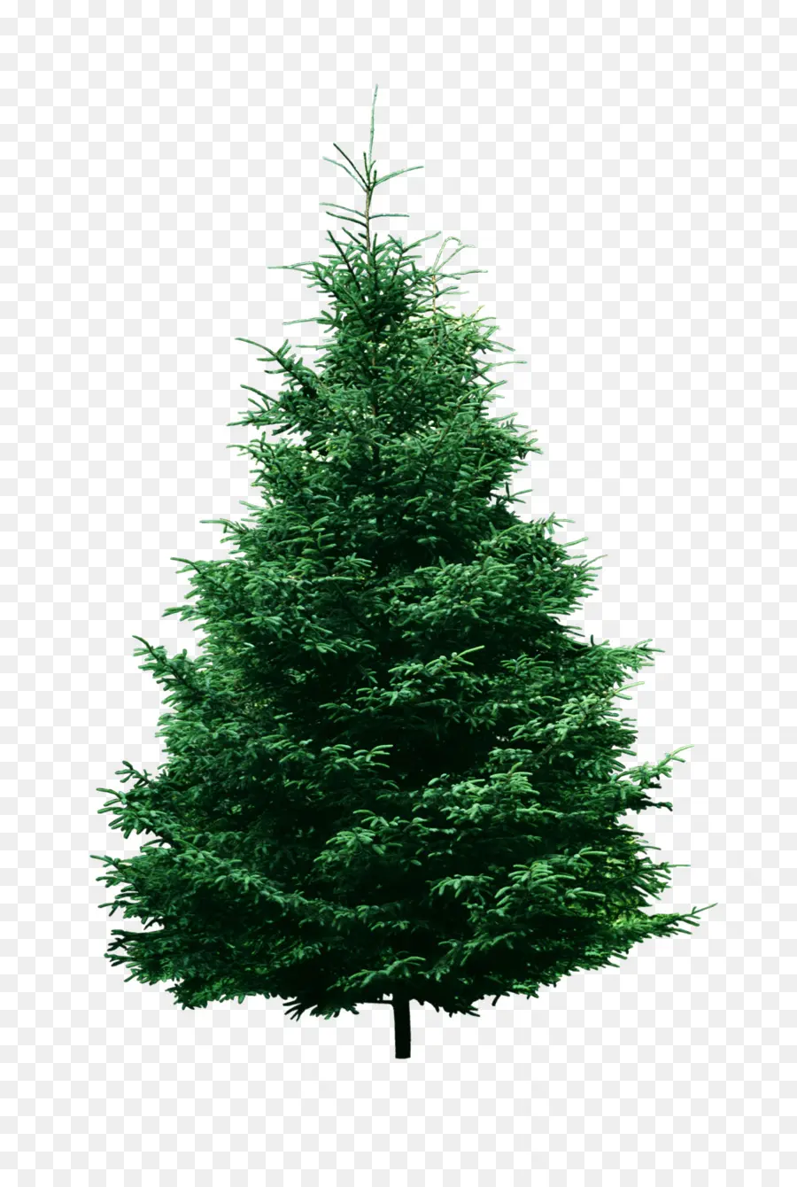 La Navidad，árbol De Navidad PNG