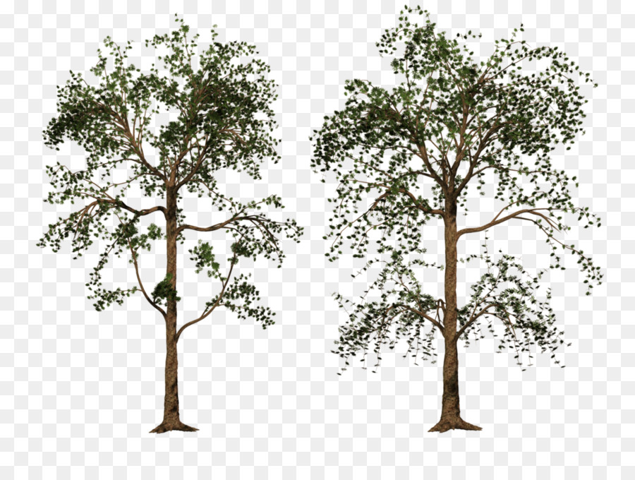 árbol，Planta Leñosa PNG