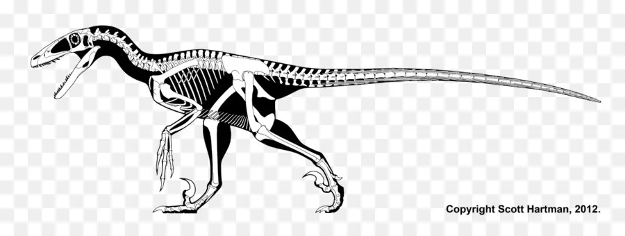 Deinonychus，Velociraptor PNG