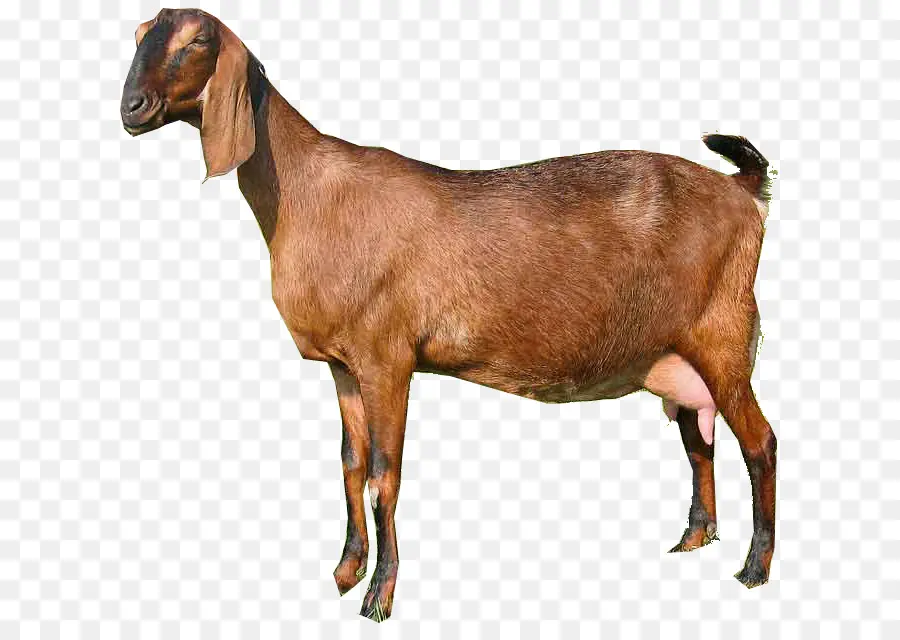 Anglonubian Goat，Pygora Goat PNG