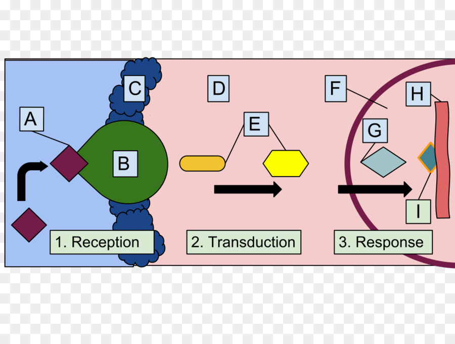 Transducción De La Señal，Tocotrienol PNG