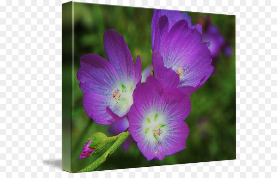 Violeta，Planta PNG