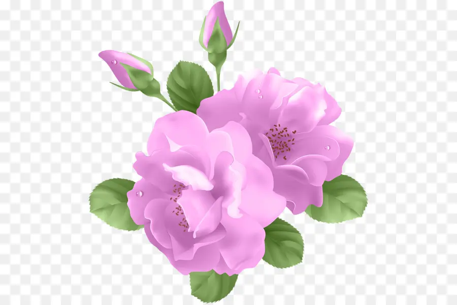 Flores Rosadas，Florecer PNG