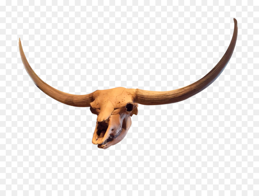 Cráneo De Animales，Cuerna PNG