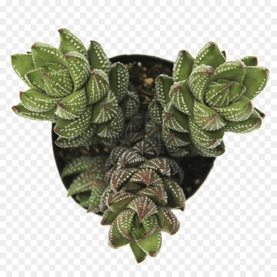 Planta Suculenta，Cactus PNG