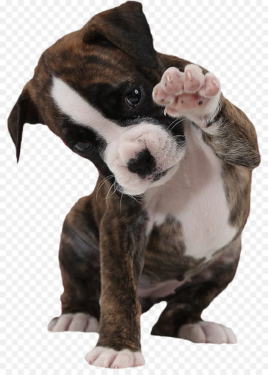 Boxer，Cachorro PNG