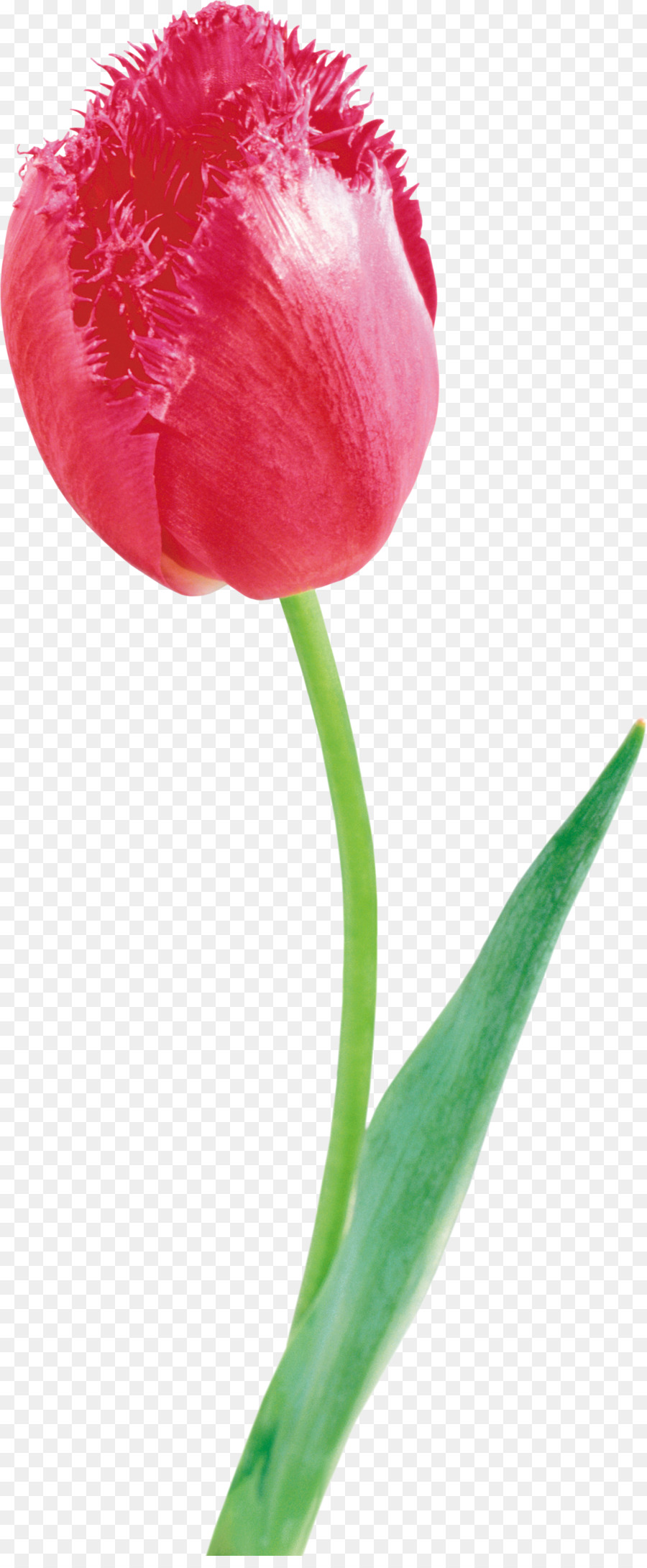 Tulipán Rojo，Provenir PNG