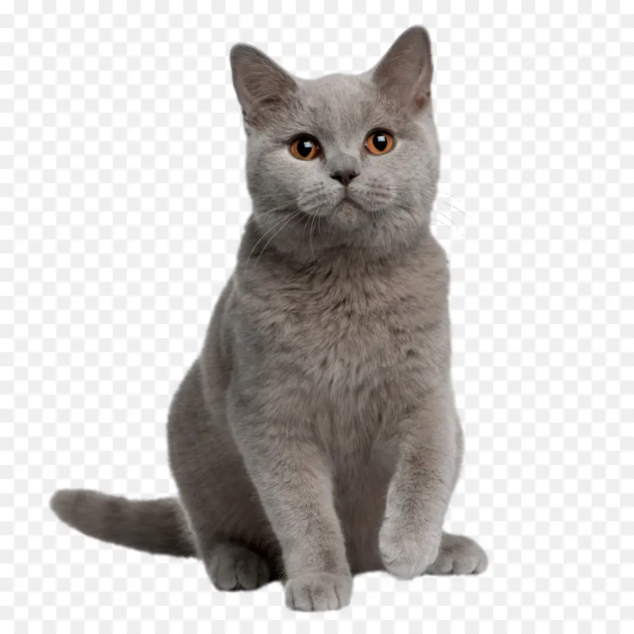 British Shorthair，American Shorthair PNG