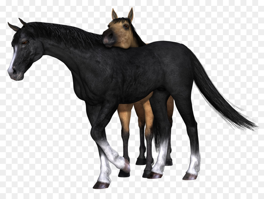 Caballo，Potro PNG