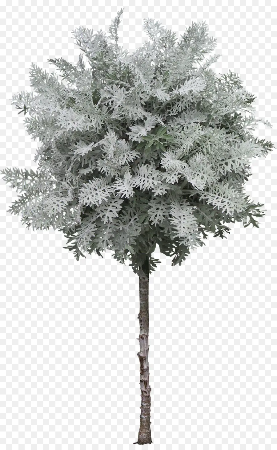 árbol，La Fotografía PNG