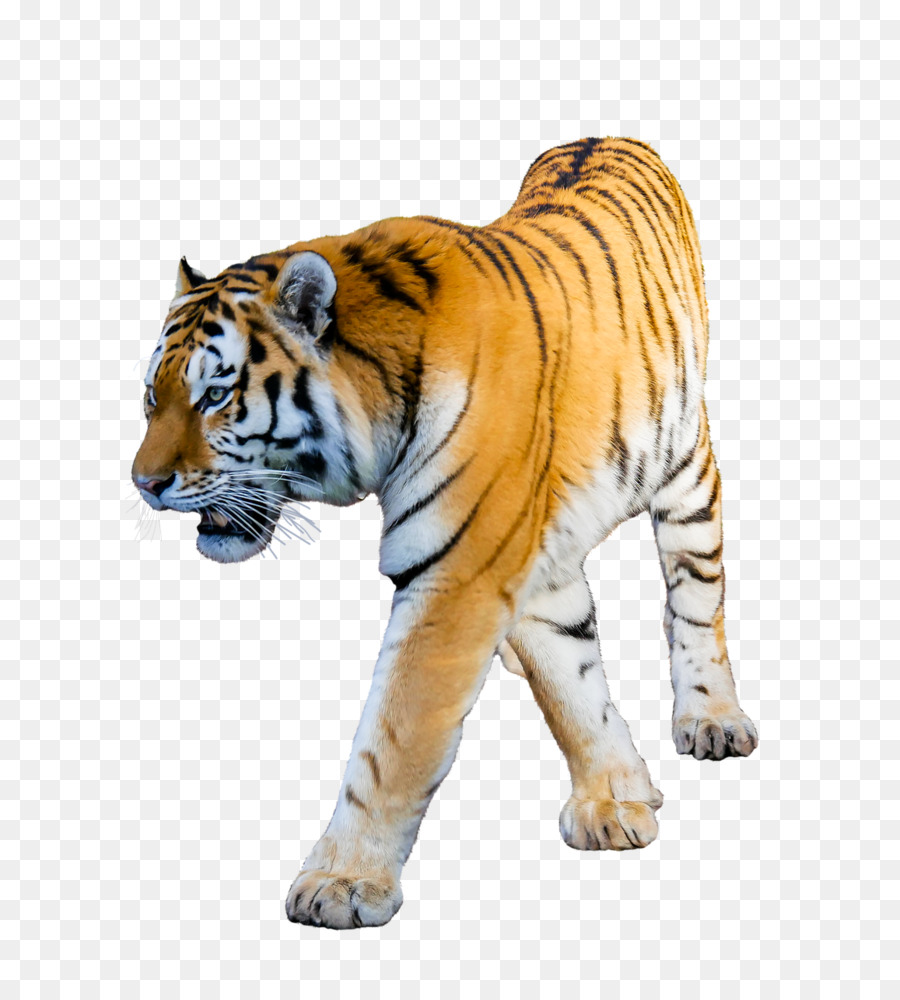 Tigre Blanco，Tigre Siberiano PNG