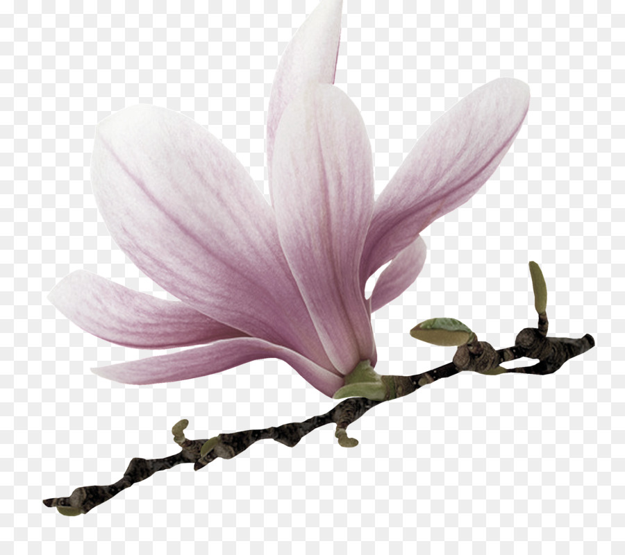 Flor，Magnolioideae PNG