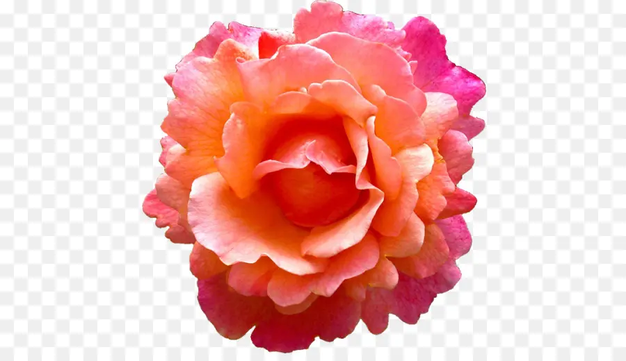 Rosa，Flor PNG