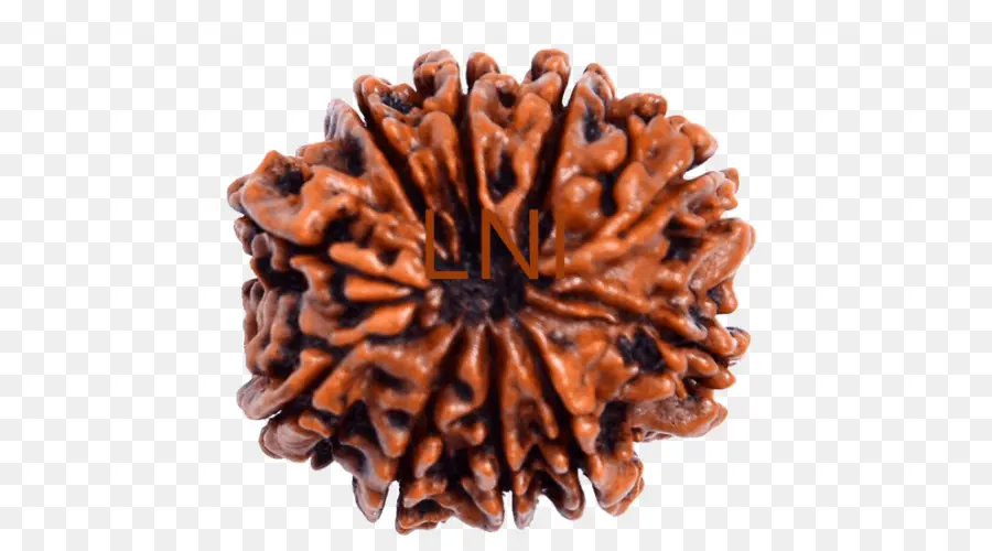 Rudraksha，Espiritual PNG