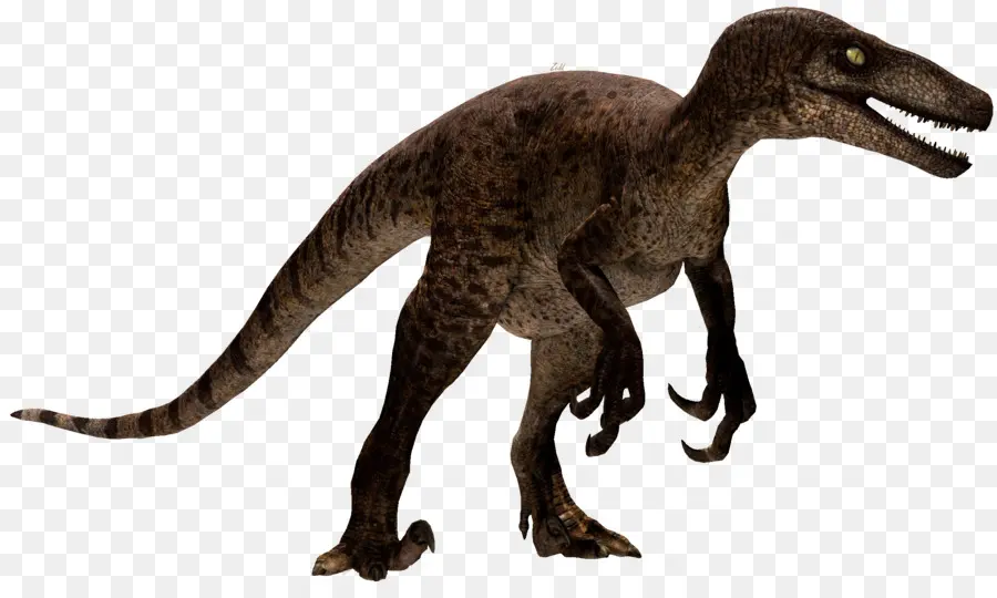 Velociraptor，Tyrannosaurus PNG