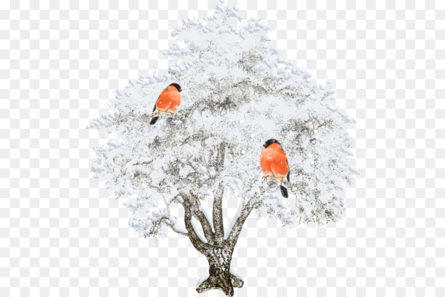 árbol De Invierno，Aves PNG