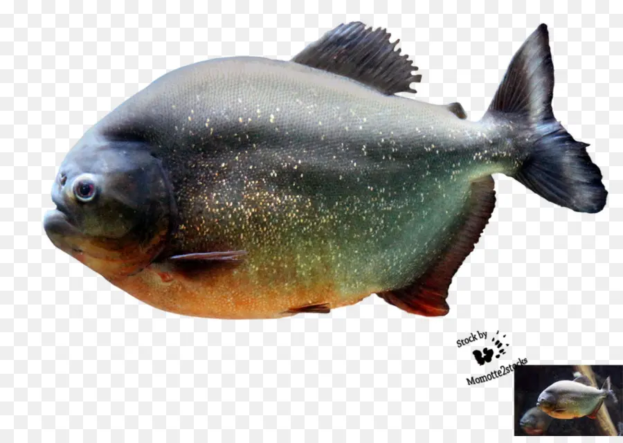 Piraña，Los Peces PNG