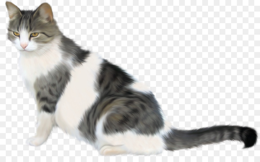 Gato，Atigrado PNG