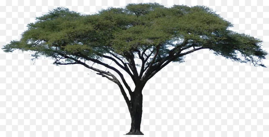 Árbol，Planta PNG