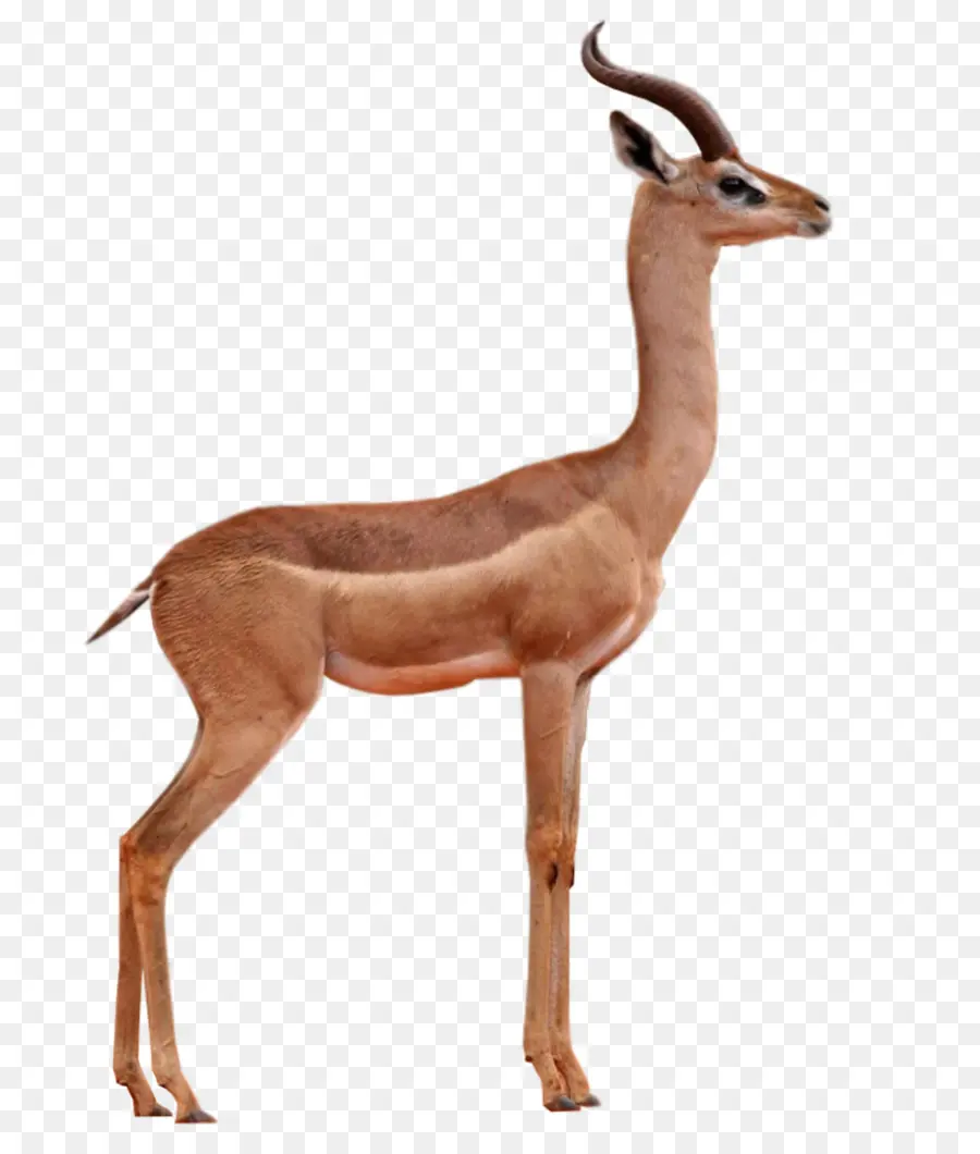 Antílope，Gazelle PNG