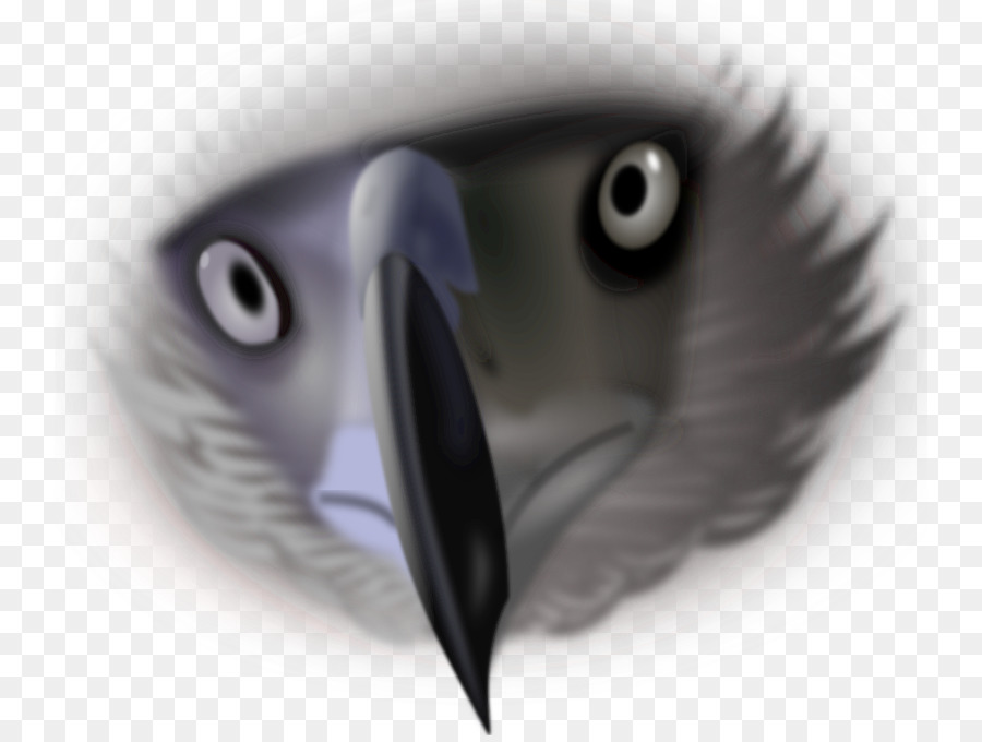 Pájaro，Descargar PNG