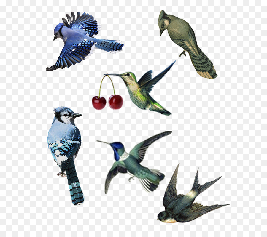 Aves，Vuelo PNG