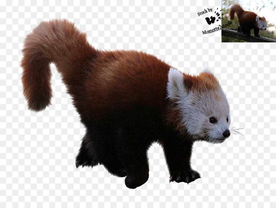 Panda Rojo，Panda Gigante PNG