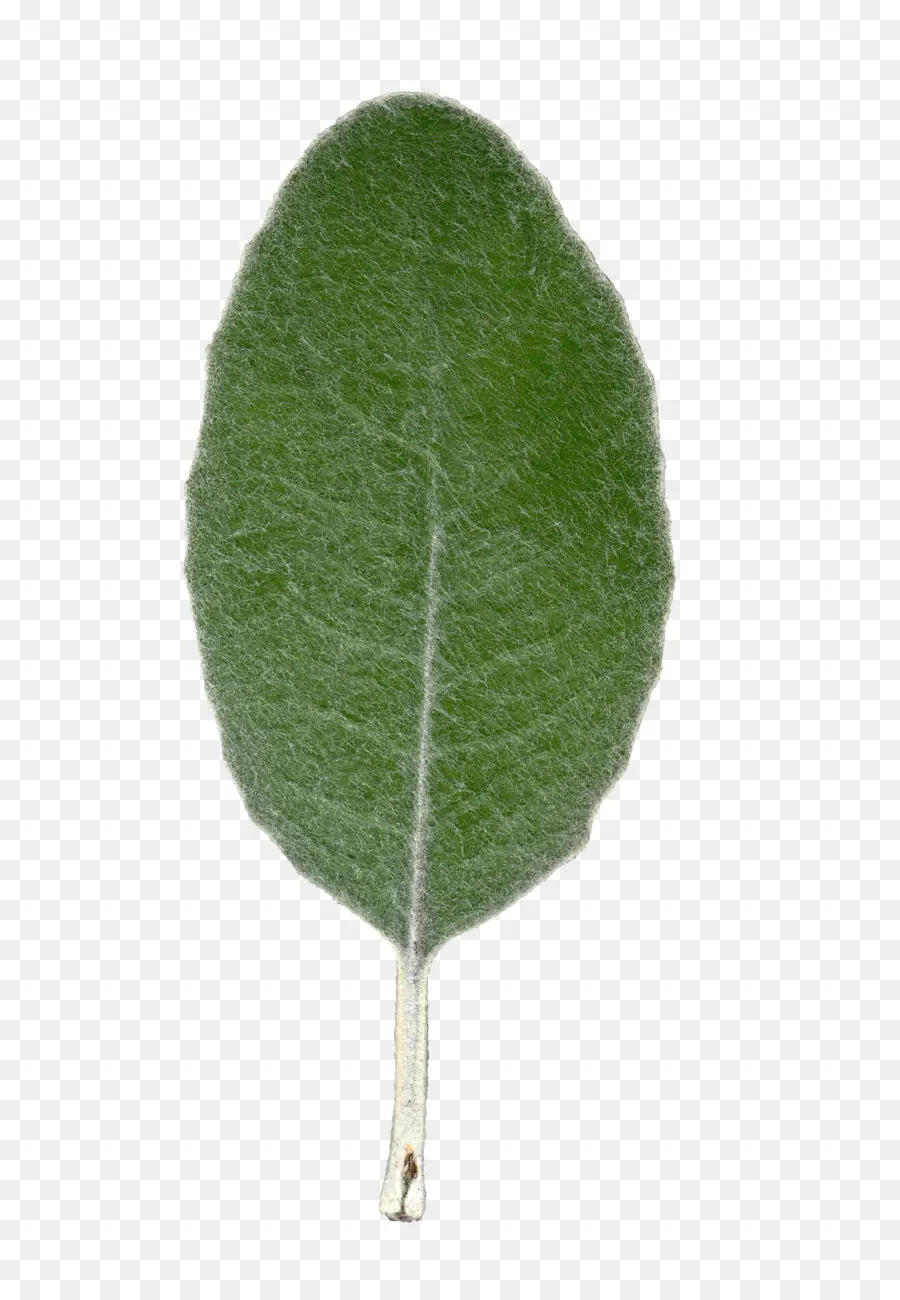 Hoja，Planta PNG