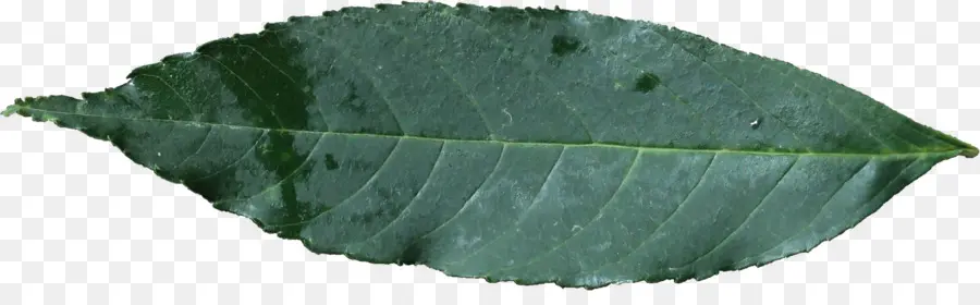 Hoja，Planta PNG