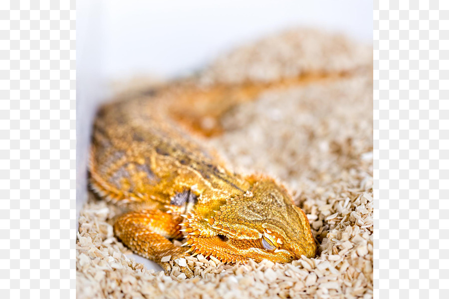 Reptiles，Lagarto PNG