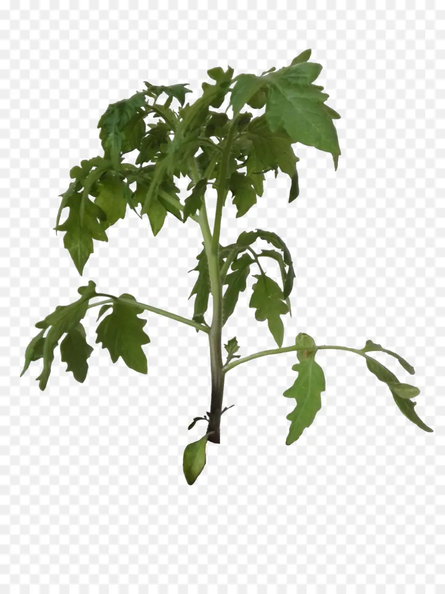 Planta De Tomate，Planta De Semillero PNG