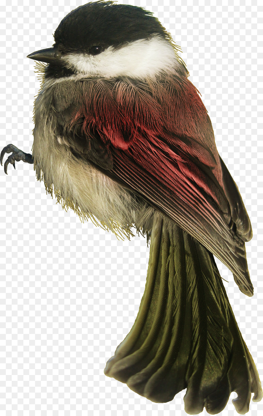 Pájaro，Pollo PNG