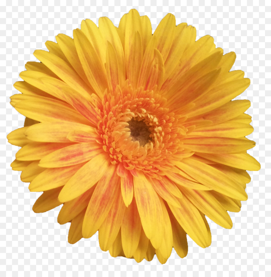 Flor，Transvaal Daisy PNG