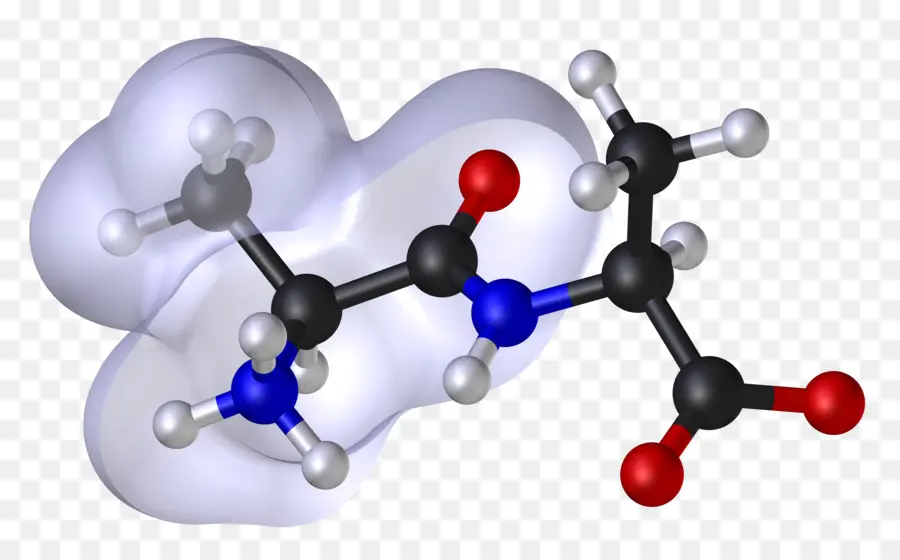 Modelización Molecular，La Molécula De PNG