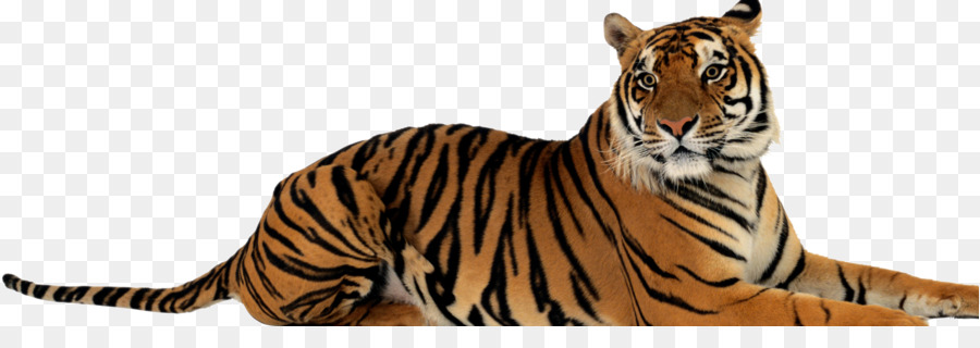 Tigre，Cachorro PNG