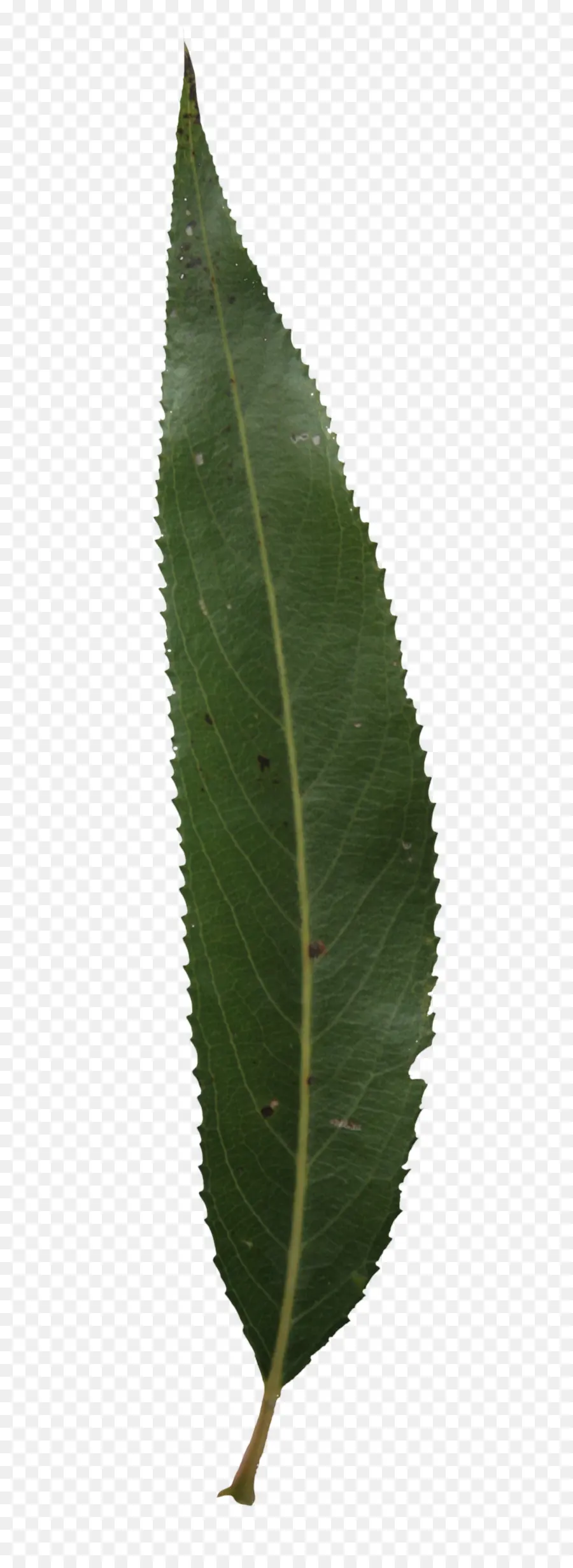 Hoja，Planta PNG