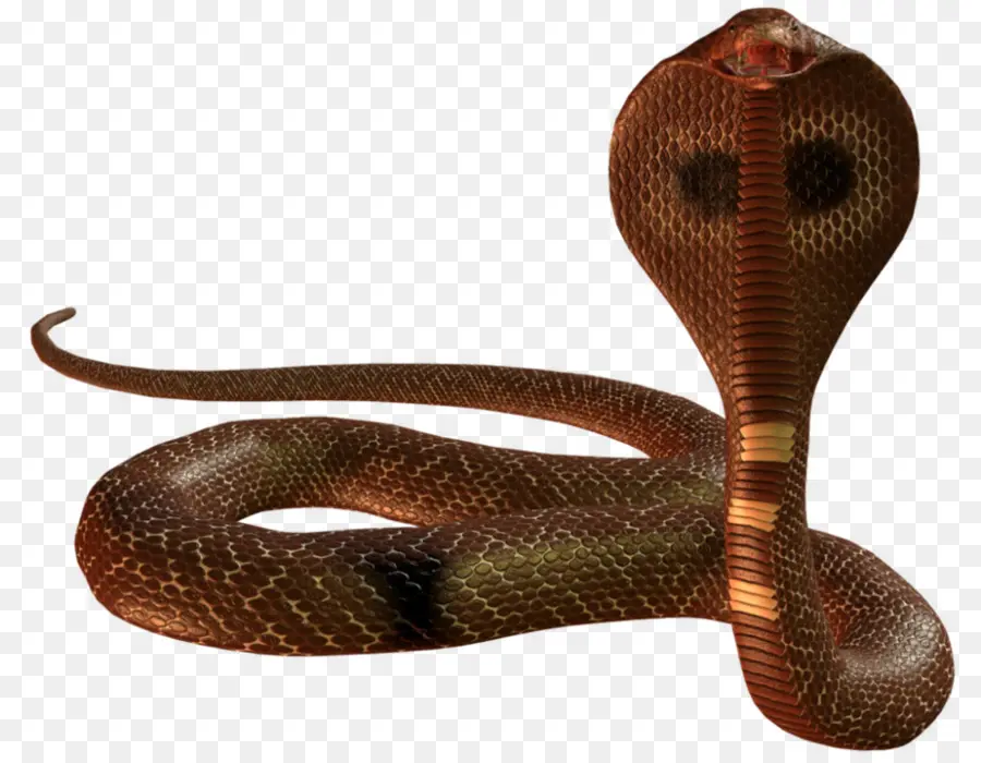 Serpiente，Cobra PNG