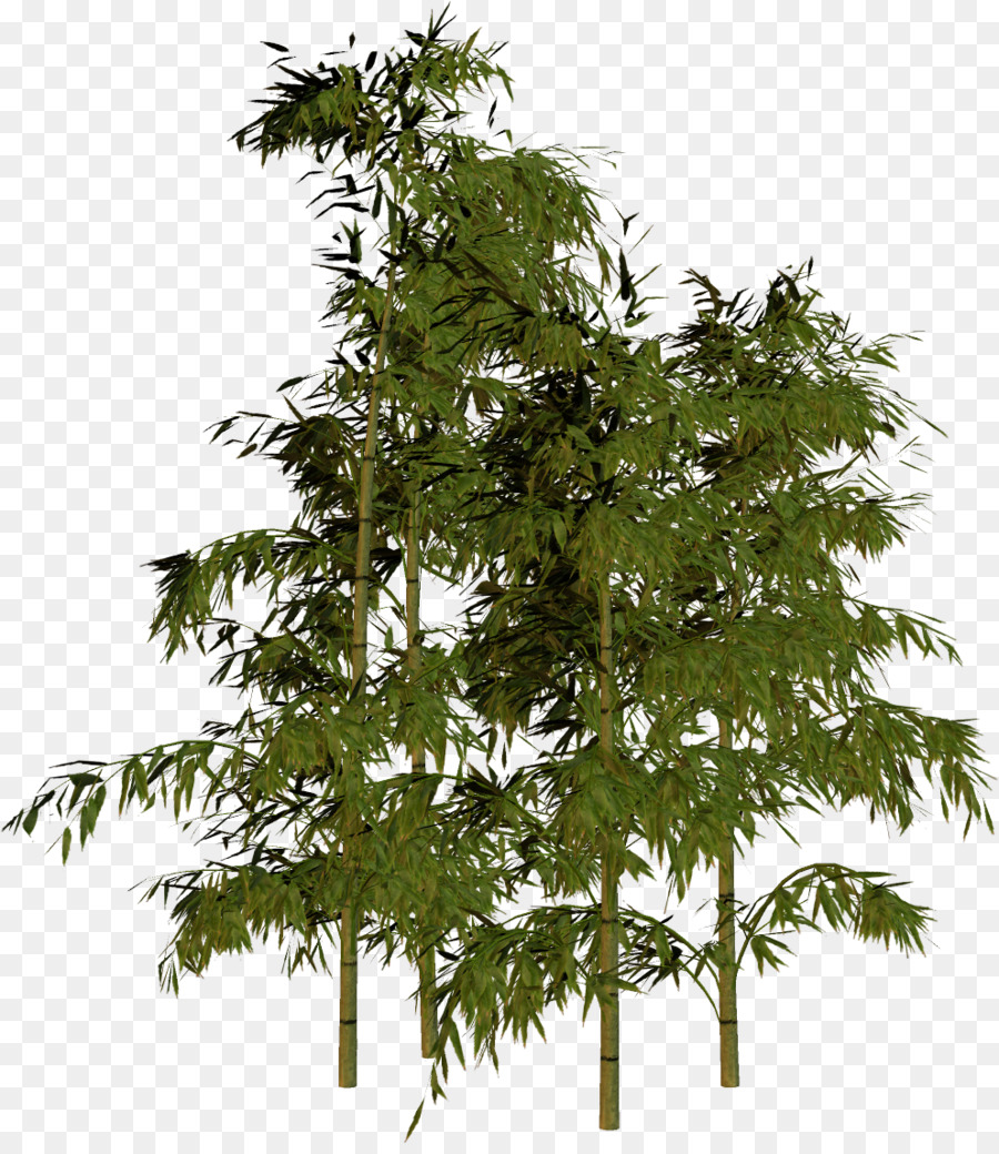 Bambú，árbol PNG