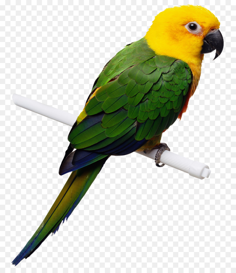 Perico，Pájaro PNG