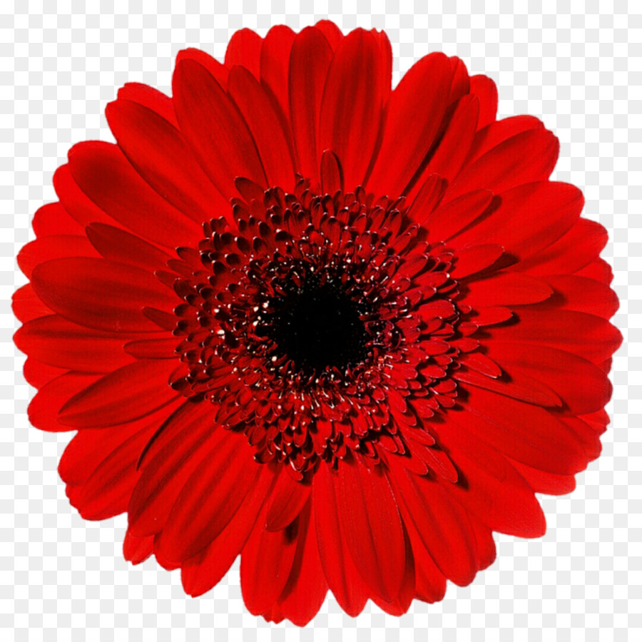 Flor，Rojo PNG