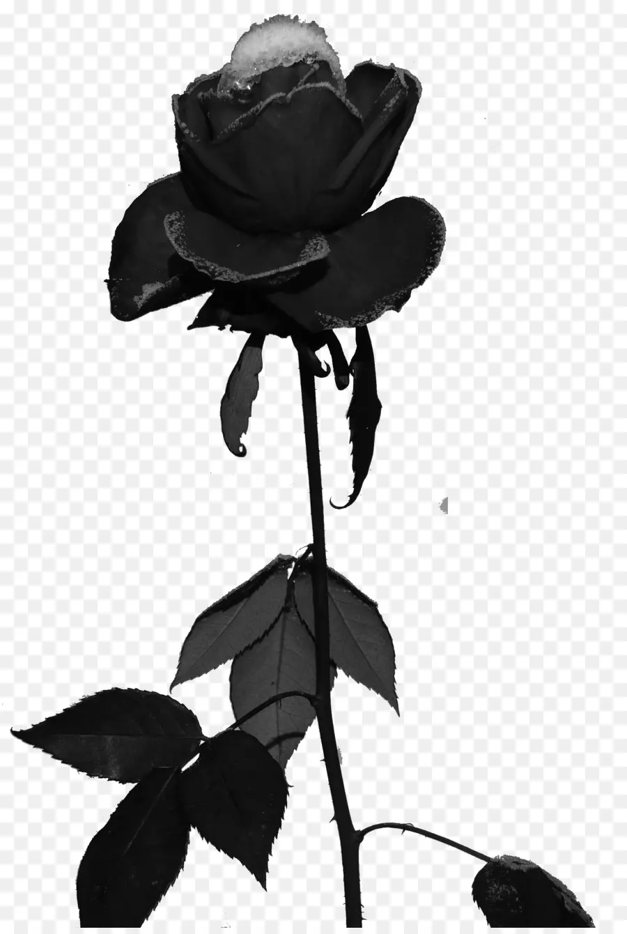 Rosas Blancas Y Negras，Antiguo PNG