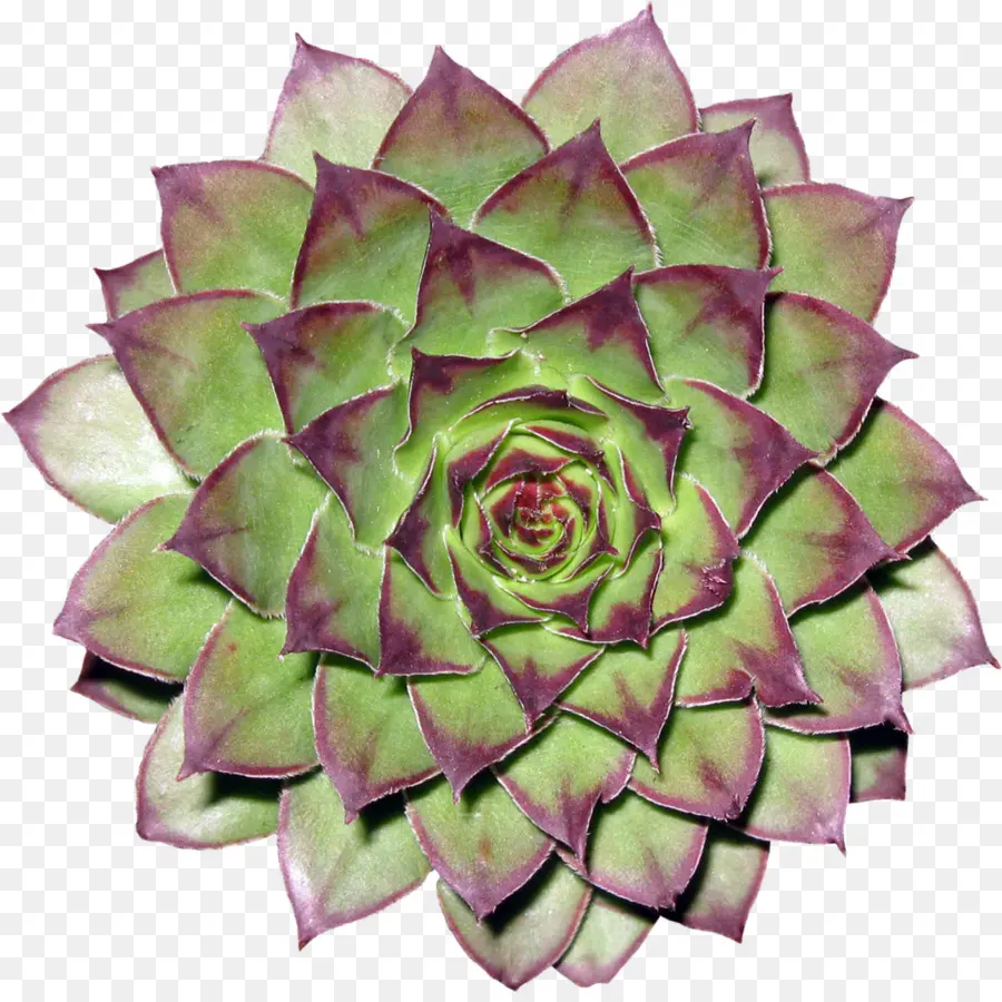 Cactaceae，Flor PNG