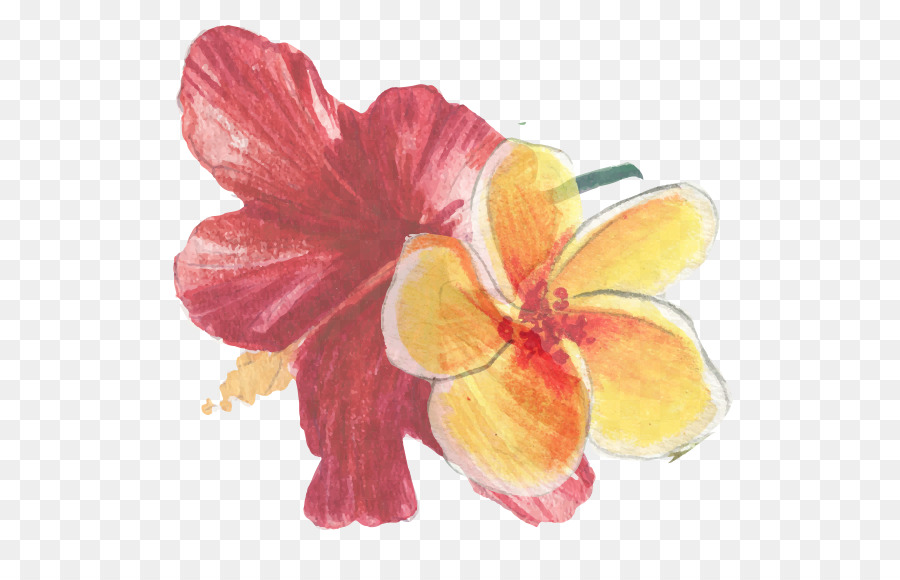 Mallows，Hibiscus PNG