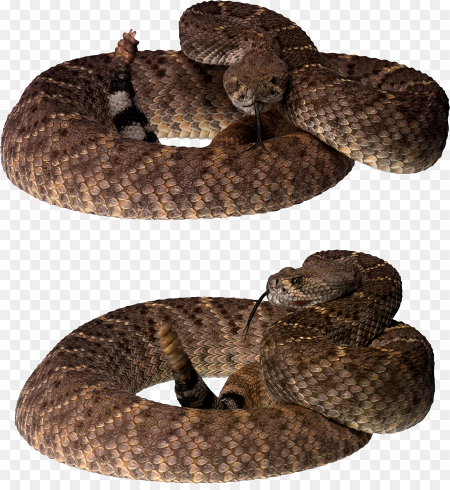 La Serpiente，Formatos De Archivo De Imagen PNG